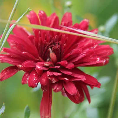 Obrázok produktu pre 6 ks zimnej astry – Chrysanthemum 'Duchess Of Edinburgh' | Kvetináč 9x9 cm