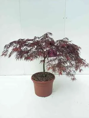 Zdjęcie produktu dla Acer palma 'Inaba Shidare' - klon wachlarzowy 60-80 cm Pojemnik 15 litrów
