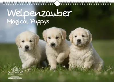 Produktbild von Welpenzauber DIN A3 Kalender - Immerwährender Kalender Hunde Welpen - Seelenzauber
