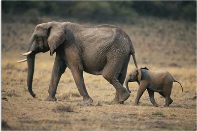 Produktbild von MuchoWow® Poster Elefant - Tiere - Savanne - Natur 120x80 cm - Bilder