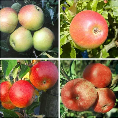 Produktbild von Familienbaum Apfelbaum James Grieve Alkmene Cox Orange Melrose M7