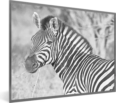 Produktbild von MuchoWow® Gerahmtes Poster Zebra Porträt 40x30 cm - Poster mit Schwarzem Bilderrahmen Wandposter Rahmen Foto Bilder - Kunstposter - Wanddekorationen