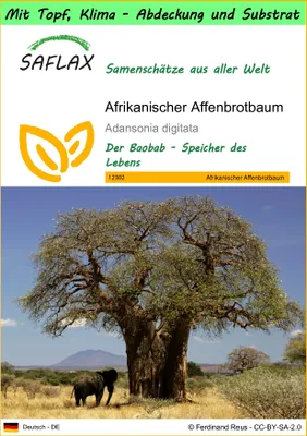 Produktbild von SAFLAX Garden to go - Afrikanischer Affenbrotbaum - Adansonia digitata - 6 Samen - Mit Topf, Klima - Deckel und Anzuchtsubstrat