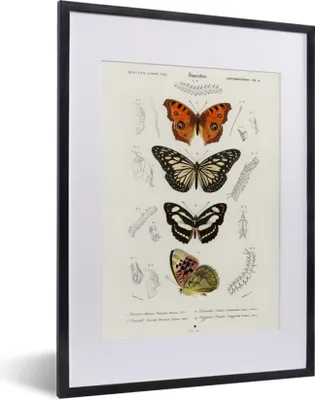 Produktbild von MuchoWow® MuchoWow® Gerahmtes Poster Schmetterling - Vintage - Insekten 30x40 cm - Poster mit zchwarzem Bilderrahmen - Wandposter Schlafzimmer