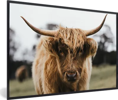 Produktbild von MuchoWow® MuchoWow® Gerahmtes Poster Schottisches Hochlandrind - Kuh - Gras - Tiere - Natur 30x20 cm - Poster mit zchwarzem Bilderrahmen - Kunstdruck - Bild-Poster