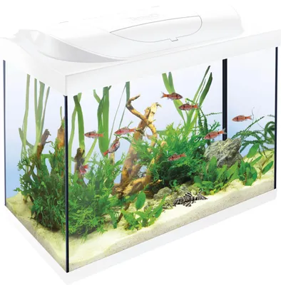 Produktbild von Tetra Starter Line 80 L Aquarium Komplett-Set mit LED-Beleuchtung, weiß
