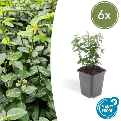 Obrázek produktu pro Pudopokryvné rostliny - Euonymus fortunei radicans - 9cm kvetinác - sada 6 rostlin