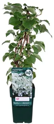 Produktbild von Kletterhortensie 60-70 cm Hydrangea petiolaris Kletterpflanze Hortensie