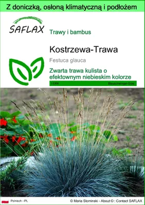 Zdjęcie produktu dla SAFLAX - Garden to go - Kostrzewa-Trawa - 50 Nasiona - Z doniczką, pokrywą klimatyczną i podłożem do uprawy - Festuca glauca