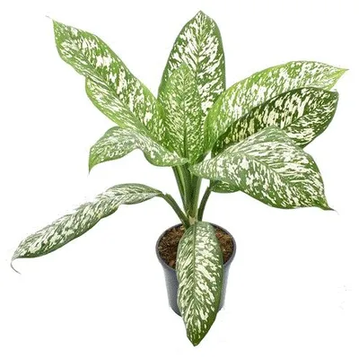 Obrázek produktu pro Gardners Dieffenbachia White Etna, průměr 21-24 cm