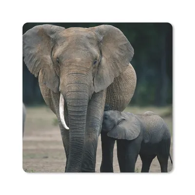 Produktbild von MuchoWow® Mauspad Mousepad Elefant - Tiere - Flachland - Natur 20x20 cm - Mousepads - Maus Mat - Pad - Mausunterlage - Desk Mat - Bureauartikeln