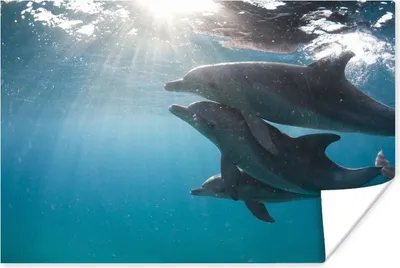 Produktbild von MuchoWow® Poster Drei Delfine unter der Wasseroberfläche 180x120 cm - Fotoplakat