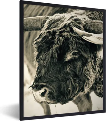Produktbild von MuchoWow® Gerahmtes Poster Schottischer Highlander - Schnee - Hörner 60x80 cm - Poster mit Schwarzem Bilderrahmen Wandposter Rahmen Foto Bilder - Premium - Wanddeko Wohnzimmer