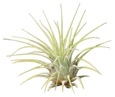 Productafbeelding van JUNAVERA Tillandsia Ionantha