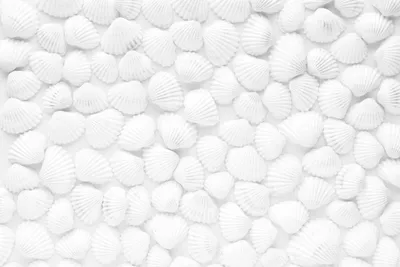 Produktbild von Magnetmatte für Heizkörperverkleidung, weiße Muscheln, 60x100cm