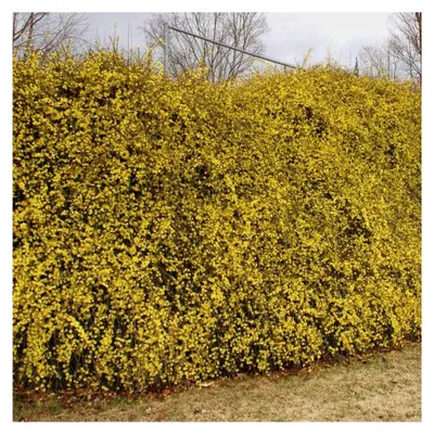 Produktbild von Winterjasmin Pflanze - Kletterpflanze winterhart in Gelb - Balkonpflanze mit Winterblüte
