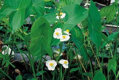 Obrázek produktu pro 6 x Sagittaria latifolia - širokolistá maranta - květináč 9 x 9 cm