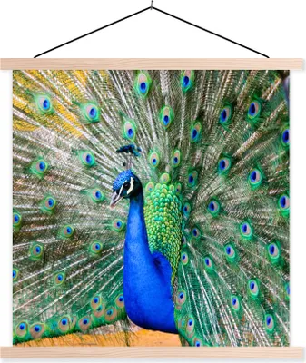 Produktbild von MuchoWow® Textilposter Pfau - Federn - Blau 40x40 cm mit holzfarbenen Rahmen - Posterleiste