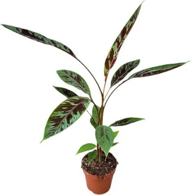 Immagine prodotto di Musa acuminata subsp. zebrina (Banano Zebrina) 80-100 cm - Vaso Ø 17 cm - Pianta d'appartamento esotica
