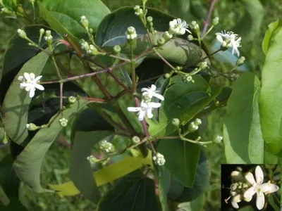 Produktbild von Heptacodium miconioides - Sieben Söhne des Himmels Strauch - 40-60