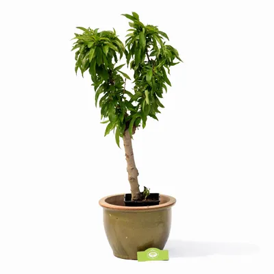 Immagine prodotto di Prunus nucipersica – Nectarina nana, in vaso da 3 litri