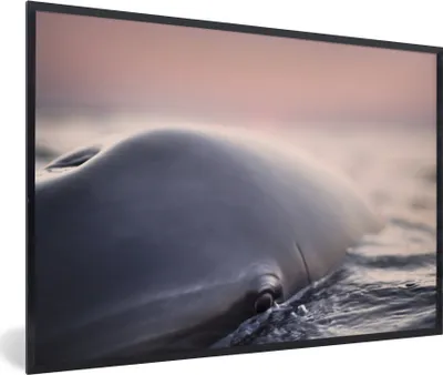 Produktbild von MuchoWow® MuchoWow® Gerahmtes Poster Delfin - Wasser - Nahaufnahme 90x60 cm - Poster mit zchwarzem Bilderrahmen - Fotorahmen - Foto-Plakat