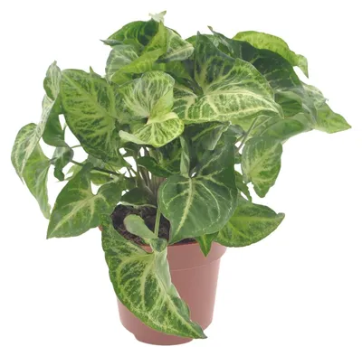 Produktbild von Syngonium-Pfeil - 25cm - Ø12cm - Zimmerpflanze - Immergrün