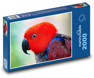 Obrázek produktu pro Puzzle 2000 Eklektus různobarvý - papoušek - martinpuzzle