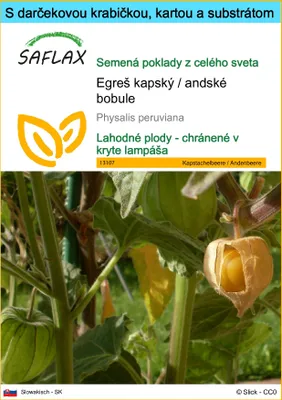 Obrázok produktu pre SAFLAX Darčeková sada - Egreš kapský / andské bobule - Physalis peruviana - 100 Semená - S darčekovou krabičkou, prepravným štítkom, darčekovou kartou a pestovateľským médiom