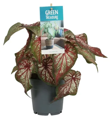 Immagine prodotto di Caladium Bicolore - 25cm - Ø12cm - Pianta d'appartamento - Sempreverde