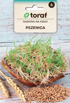 Obrázek produktu pro PŠENICE - SEMÍNKA NA KLÍČENÍ 50g 50 g