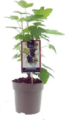 Immagine prodotto di Ribes nero 'Öjebyn' (Ribes nigrum) - cespuglio di bacche forti e resistenti di 40-60 cm, aromatico e ricco di frutti