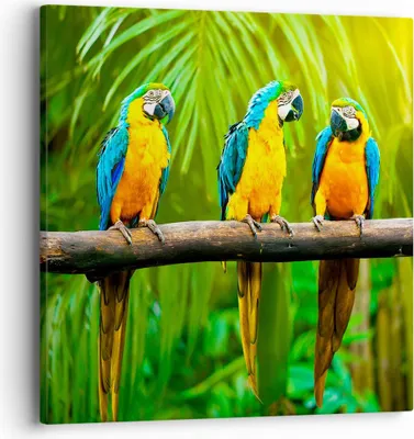 Produktbild von Bild auf Leinwand - Leinwandbild - Papageien Collorful Natur Vögel - 40x40cm - Wand Bild - Wanddeko - Leinwanddruck - Bilder - Kunstdruck - Wanddekoration - Leinwand bilder - Wandkunst - AC40x40-2696