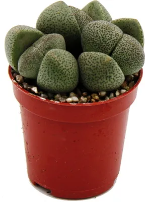 Produktbild von Pleiospilos nelii - Živý kameň - Živá žula - v kvetináči 5,5 cm