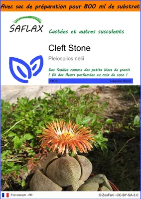 Image de SAFLAX Garden in the bag - Cleft Stone - 40 graines - Pleiospilos