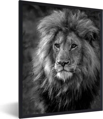 Produktbild von MuchoWow® MuchoWow® Gerahmtes Poster Porträt des Königs der Löwen - schwarz und weiß 30x40 cm - Poster mit zchwarzem Bilderrahmen - Wanddeko - Kunstdrucke
