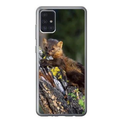 Produktbild von MuchoWow® Handyhülle Schutzhülle Hülle für Samsung Galaxy A52 5G Marder - Baum - Wald Silikon Softcase Handy Hülle - Umschlag