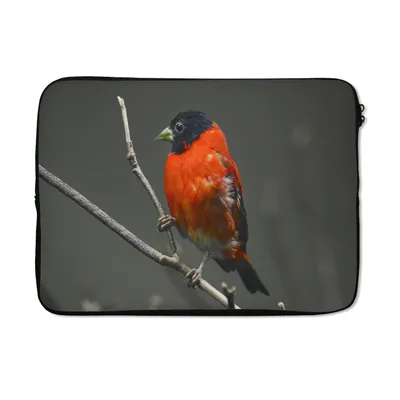 Produktbild von MuchoWow® Laptop Hülle 14 ZollVogel - Rot - Zweig Laptoptasche - Laptoptasche - Stoßsicher - Schutzhaube