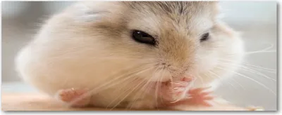 Produktbild von Tulup® Glas-Bild Wandbild aus Glas - 125x50 - Wandkunst - Wandbild hinter gehärtetem Sicherheitsglas - Dekorative Wand für Küche & Wohnzimmer  - Tiere - Hamster - Beige