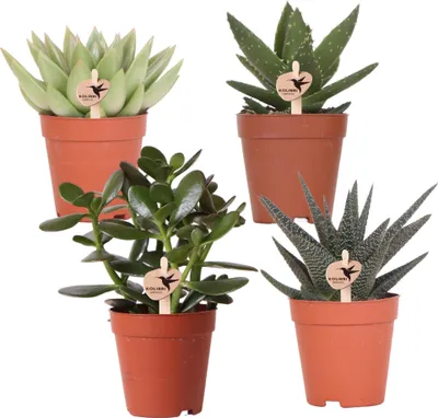 Produktbild von Kolibri Greens | Set mit 4 Sukkulenten - Grünpflanzen - Topfgröße Ø9cm