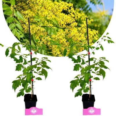 Produktbild von Set mit 2 Chinesischen Lackbäumen (Koelreuteria paniculata) – Höhe 40–60 cm, Topfgröße 9 cm