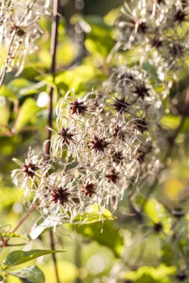 Produktbild von Clematis tangutica, gelbe Blüten, 80–100 cm
