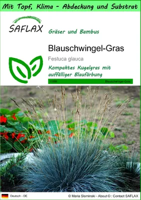 Produktbild von SAFLAX Garden to go - Blauschwingel-Gras - Festuca glauca - 50 Samen - Mit Topf, Klima - Deckel und Anzuchtsubstrat