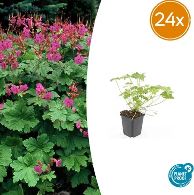Productafbeelding van Geranium macr. 'Czakor' | 24 stuks - 10-25cm - Ø9cm - Tuinplant