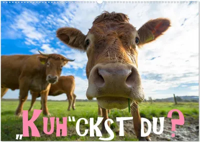 Produktbild von Kuhckst du? (Wandkalender 2026 DIN A2 quer), CALVENDO Monatskalender