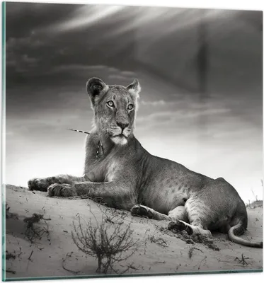 Produktbild von Bilder auf glas - Tierwelt weiblich katze Tier - 70x70cm - Glasbilder - Wandbilder - Kunstdruck - zum Aufhängen bereit - Wanddekoration aus Glas - Glas Bilder - Wandbild auf Glas - GAC70x70-3165