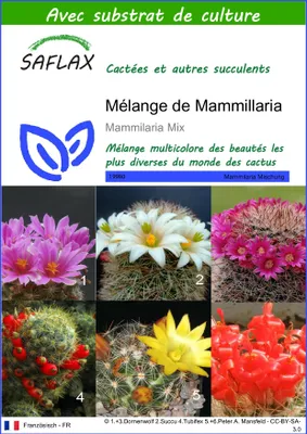 Image de SAFLAX  - Mélange de Mammillaria - 40 graines - Avec substrat - Mammilaria