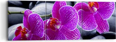 Produktbild von Bild auf Leinwand - Leinwandbild - Blumen Steine Violett Aromatherapie - 90x30cm - Wand Bild - Wanddeko - Leinwanddruck - Bilder - Kunstdruck - Leinwand bilder - Wandkunst - CA90x30-0440