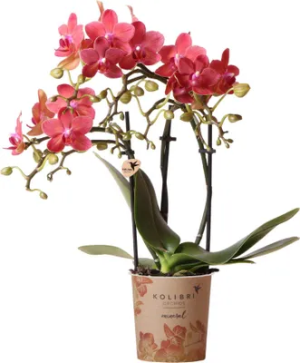 Zdjęcie produktu dla Kolibri Orchids - Red Phalaenopsis Orchid - Congo - rozmiar doniczki 9 cm - swiezy od producenta
