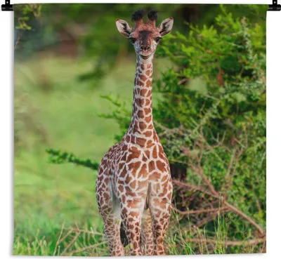 Produktbild von MuchoWow® Wandteppich Wandbehang Baby - Giraffe - Pflanzen 120x120 cm Tapisserie Dekoration Wandtuch - Modern - Baumwollgewebe